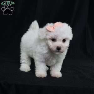 Nora (Tiny), Bichon Frise Puppy